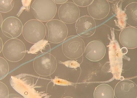 Universities in Denmark are researching the effect of microplastics in the marine environment Photo: DTU