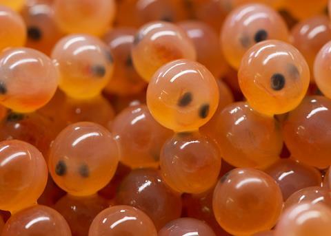 Selective breeding can help produce resilient fish and shellfish