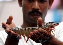 The new gloabl partnership will aim to understand the role of aquaculture in food security. Photo: FAO/Adek Berry