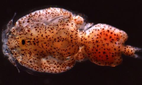 Sea louse (Caligus rogercressyi). Credit: Marcos Godoy, CIBA
