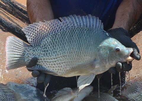 tilapia