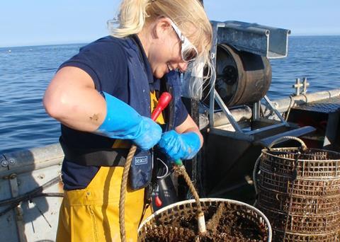 The aim of the project is to develop a sea-based lobster rearing system that could ultimately benefit coastal communities