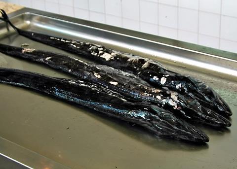 Black scabbard fish TACs are proposed to be either cut or unchanged. Credit: Kogo. License: GFDL