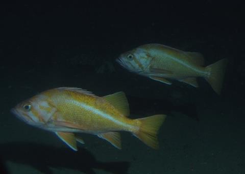 The canary rockfish - no longer overfished according to the NOAA