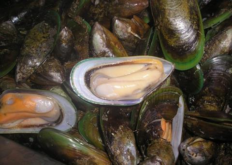 When fully operational, NIMPL will have the world’s largest capacity for half-shell production.