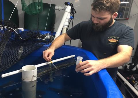 Sustainable feed for Nile tilapia