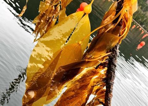 Seagrove Kelp Co. located in Doyle Bay, Alaska Photo: Seagrove Kelp Co.