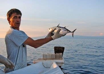 New assessments have been released on the status of skipjack, yellowfin and bigeye tuna