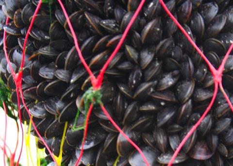 Support for English aquaculture businesses