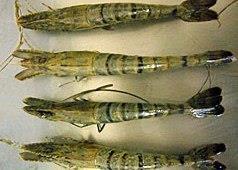 Shrimps infected by Early Mortality Syndrome