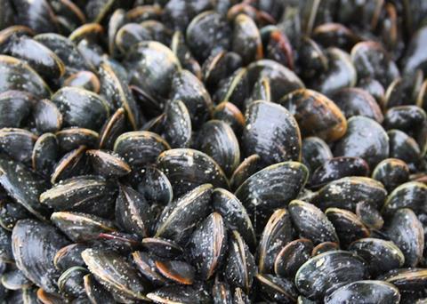 Mussels