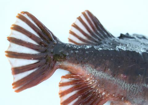 Scientists in Norway have mapped the lumpfish genome Photo: AquaGen