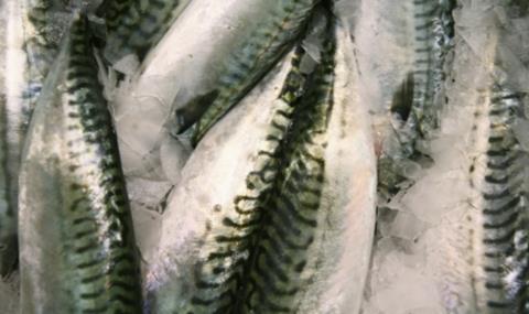 The SFF is concerned that both the Faroe Islands and Iceland are threatening to unilaterally increase their mackerel quotas.