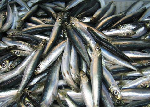 Catch of Atlantic herring. Credit: NOAA FishWatch