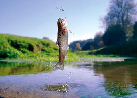 Insect-fed trout will go on sale in France Photo: Skretting