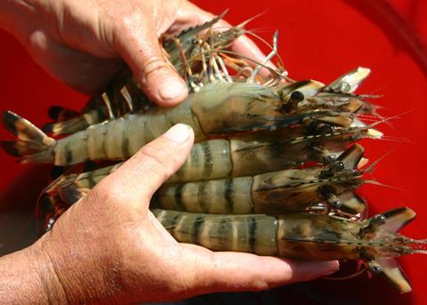 Prawns fed with Novacq feed additive grow faster and are healthier