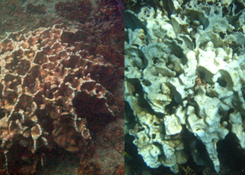 The photo on the left was taken before July 2015 and to the right is the picture of the same coral taken on 10 January 2016. As of 25 March 2016, this coral could not be found