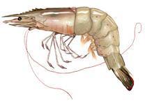 Belize Aquaculture’s shrimp hatchery, farm and processing plant earned BAP certification on 26 July