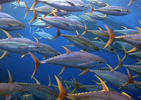 The WCPFC has adopted proposals to reduce the risk of entanglement from FADs Photo: NOAA