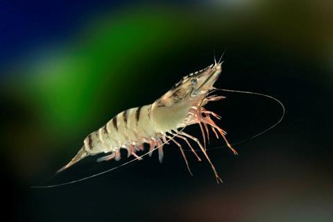 The average yield of the new Australian black tiger shrimp this year is a record 17.5 tonnes per hectare