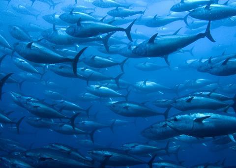Bluefin tuna catches are continually being tightened and there has been a 50% reduction in haul limit