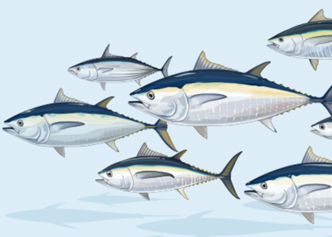 The report estimates the global value of tuna to be more than US$42 billion