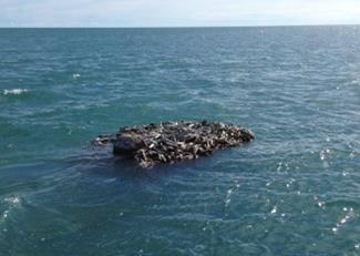 Ghost net floating off Boigu Island, Torres Strait