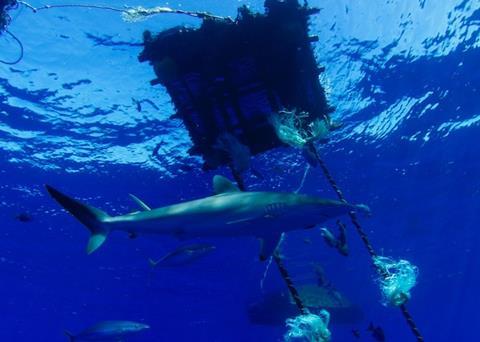 TUNACONS and IATTC are joining forces to promote sustainable tuna fishing Photo: ISSF