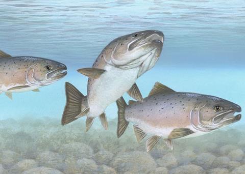 Atlantic salmon