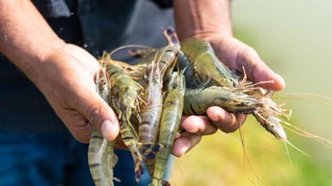 Farmed shrimp