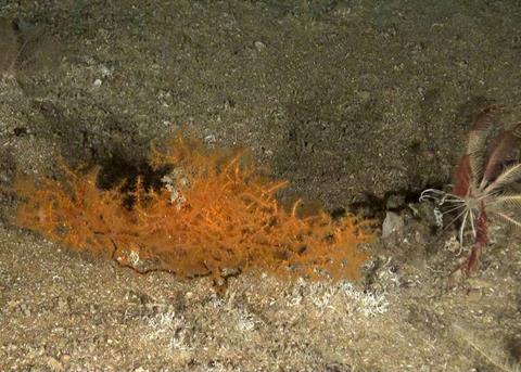 New species including black coral were found in the Gorring bank. Photo: Oceana Europe