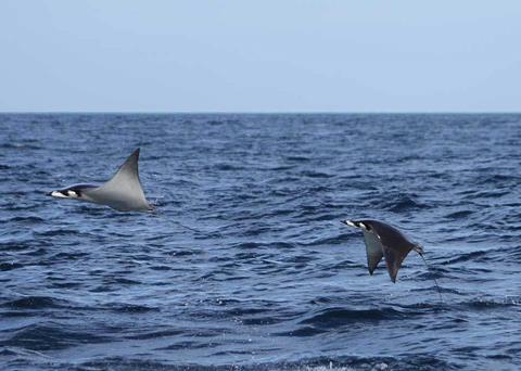 Devil rays are among the oceans’ most vulnerable animals