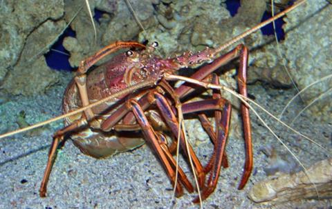 The Fishing Industry Council says most fishers welcome the new quota management system for the rock lobster industry.