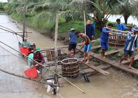 Vietnam's GODACO is promoting sustainable pangasius