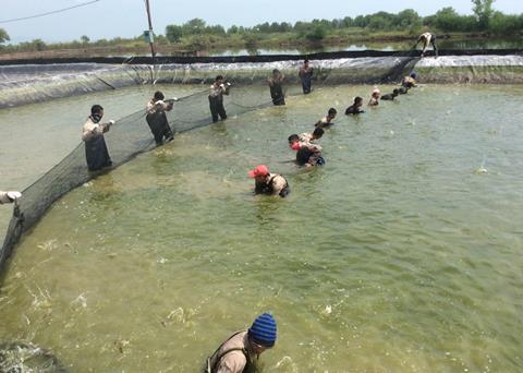 Harvesting shrimp from the ponds, Indonesia