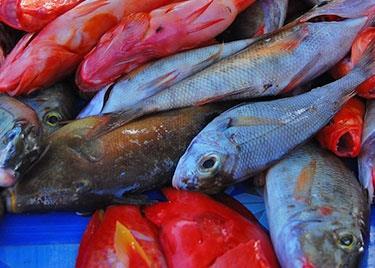 The new factory will produce surimi from 'grey' fish, rather than 'white' fish. Photo: Hermes-Sojitz