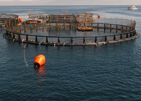 The EU's aquaculture sector is strong according to a recent report
