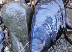 Blue mussel. Credit: DEI