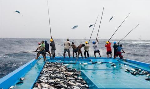 Pole and line fishermen use the acceleration of the fish as they race to get their prey, hook them and fling them onto the boat's flat deck. (Photo: Paul Hilton/Greenpeace)