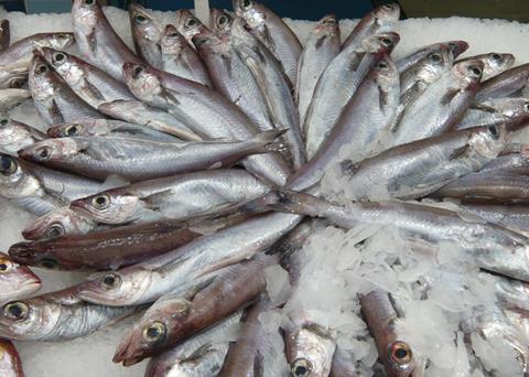 Blue whiting for human consumption is becoming more popular. Photo: Mikko Heino