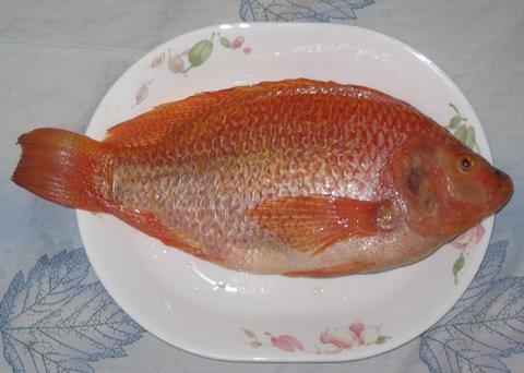 The new fish vaccine has been developed to help protect tilapia against the biotype 1 strain of Streptococcus agalactiae Credit: Allen Timothy Chang/Allentchang/CC BY-SA 3.0