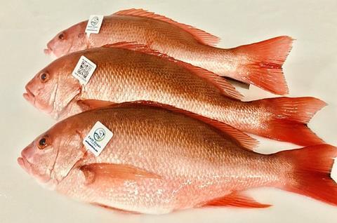 RedSnapper
