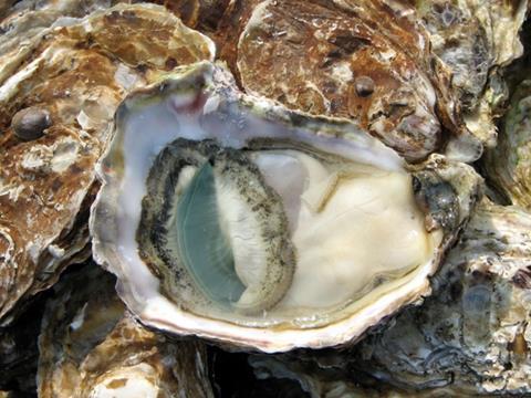 This is the first time type one herpes has been found in UK oyster stocks.