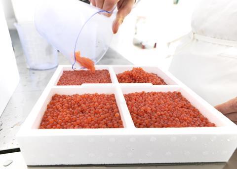 Improved Genetic Material for Salmon Farming