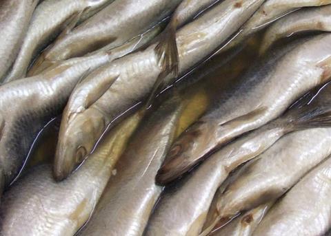 The Faroe Islands has agreed to cease unsustainable fishing of Atlanto-Scandian herring. Photo: Claus Ableiter