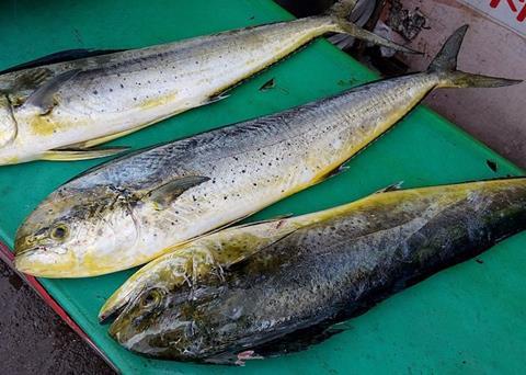 More than half of mahi-mahi is sourced in a sustainable way according to the SFP Photo: Orangelioncat