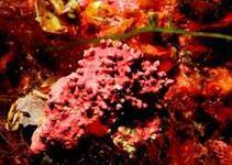 Maërl. © OCEANA Juan Cuetos