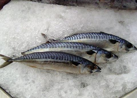 Mackerel has won back its certified sustainable status