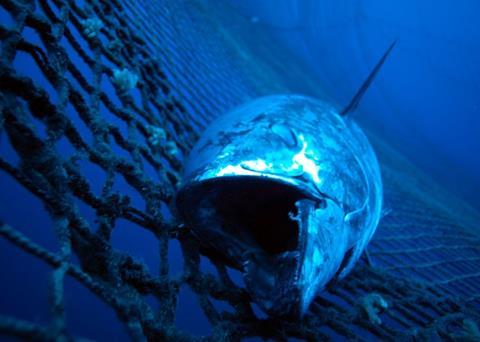 A new study has uncovered unreported tuna trade through Panama. Credit: Marco Care/Marine Photobank