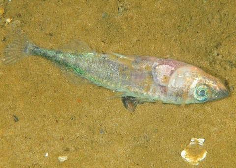 The website reports on sick, dead or dying fish in the Baltic Sea. Photo: Oceana